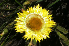 Helichrysum aureum
