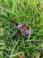 Glechoma hederacea
