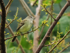 Nesotriccus incomtus