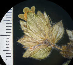 Lepidagathis fasciculata