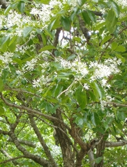Chionanthus