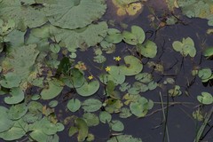 Nymphoides thunbergiana
