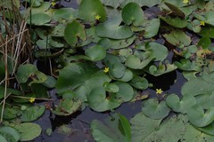 Nymphoides thunbergiana