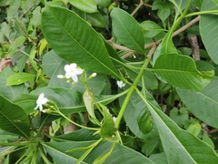 Rauvolfia verticillata