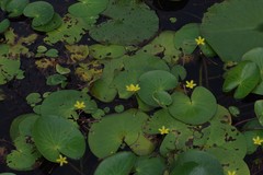 Nymphoides thunbergiana