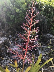 Portea petropolitana