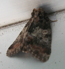 Chytonix sensilis