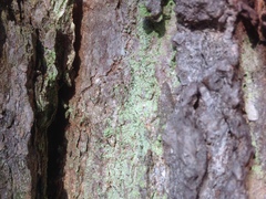 Chaenotheca stemonea