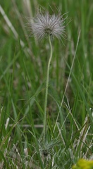 Pulsatilla montana