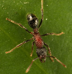 Stictoponera bicolor