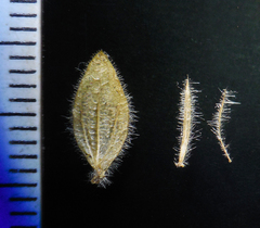 Lepidagathis fasciculata