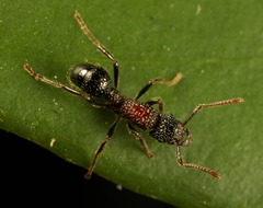 Stictoponera bicolor