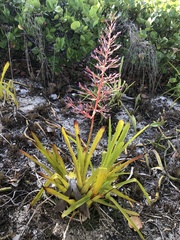 Portea petropolitana