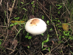 Agaricus semotus
