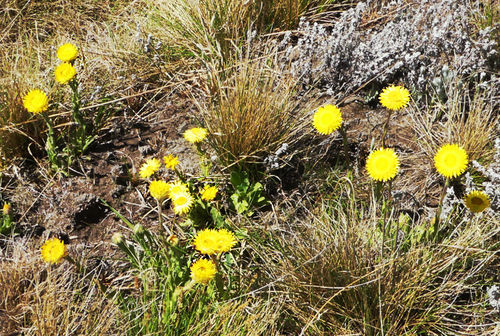 Helichrysum aureum image