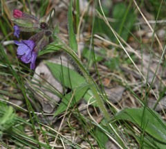 Pulmonaria australis