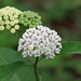 Redring Milkweed - Photo (c) Will Stuart, some rights reserved (CC BY-NC), uploaded by Will Stuart