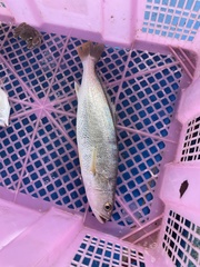Otolithes ruber