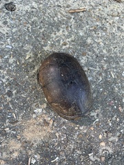 Kinosternon subrubrum