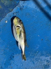 Lagocephalus lunaris