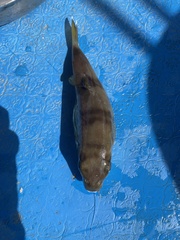 Lagocephalus lunaris