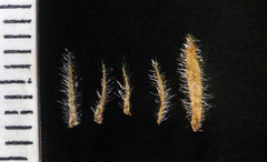 Lepidagathis fasciculata