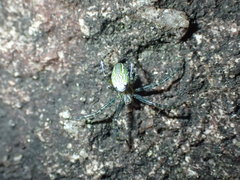 Cyrtophora guangxiensis