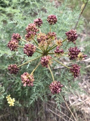 Lomatium dissectum dissectum