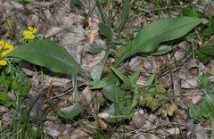 Pulmonaria australis