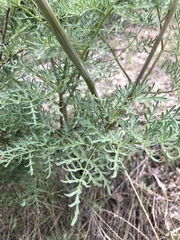 Lomatium dissectum dissectum
