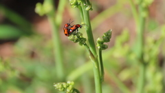 Crioceris quinquepunctata