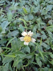 Tridax procumbens