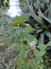 Cleome rutidosperma
