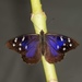 Florida Purplewing - Photo (c) Wayne Fidler, some rights reserved (CC BY-NC), uploaded by Wayne Fidler