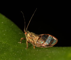 Dynopsylla pinnativena