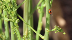 Crioceris quinquepunctata
