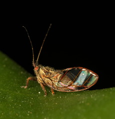 Dynopsylla pinnativena