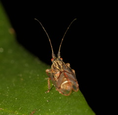 Dynopsylla pinnativena