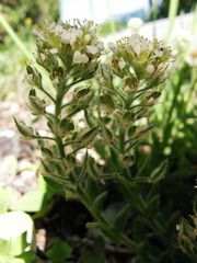 Lepidium hirtum