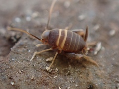 Myrmecophilus acervorum