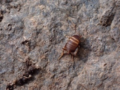 Myrmecophilus acervorum