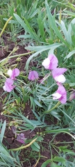 Lathyrus clymenum
