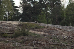 Gypaetus barbatus