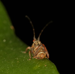 Dynopsylla pinnativena