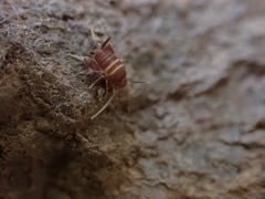 Myrmecophilus acervorum