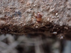 Myrmecophilus acervorum