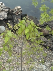 Catalpa