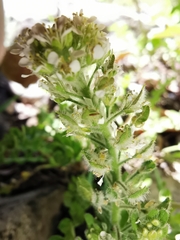 Lepidium hirtum