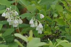 Zenobia pulverulenta