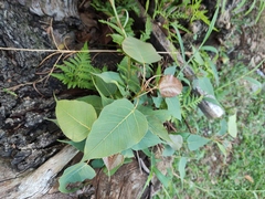 Ficus religiosa